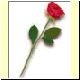Blume0.jpg