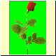 Blume11.gif