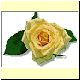 Blume2.gif