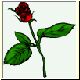 Blume39.gif