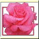 Blume6.gif