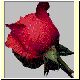 Blume9.gif